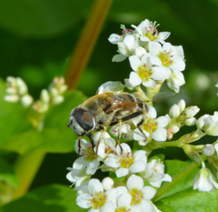 Eristalis stipator