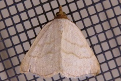 Oxycilla tripla