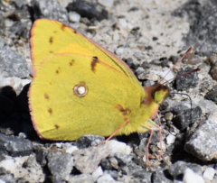 Colias croceus