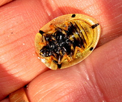 Aspidimorpha puncticosta