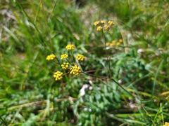 Bupleurum scorzonerifolium