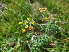 Bupleurum scorzonerifolium