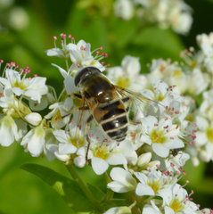 Eristalis stipator
