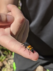 Nicrophorus defodiens