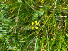 Bupleurum scorzonerifolium