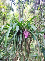 Aechmea organensis
