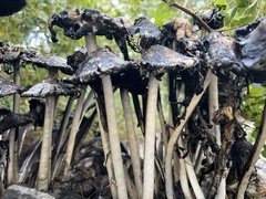Montagnea arenaria