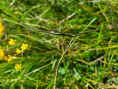 Bupleurum scorzonerifolium