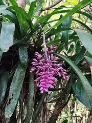 Aechmea organensis