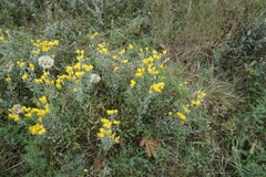 Galatella villosa