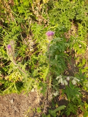 Cirsium obvallatum