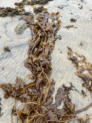 Saccharina latissima
