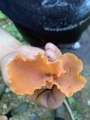 Guepinia helvelloides