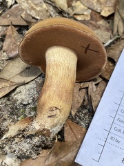 Tylopilus tabacinus