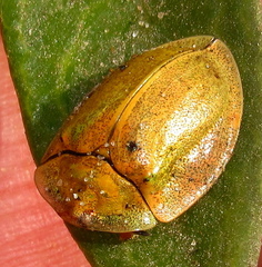 Aspidimorpha puncticosta
