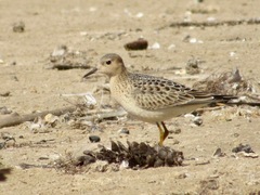 Calidris subruficollis