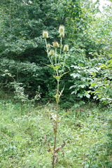 Dipsacus laciniatus