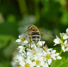 Eristalis stipator
