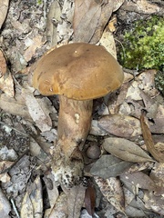 Tylopilus tabacinus