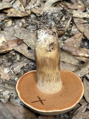 Tylopilus tabacinus