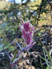Castilleja raupii