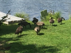 Branta canadensis maxima