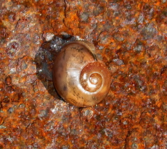 Sheldonia
