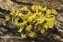 Valerianella locusta
