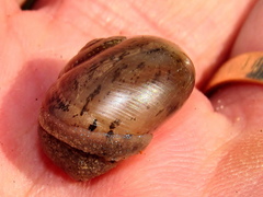 Sheldonia