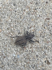 Naupactus leucoloma