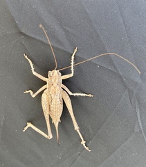 Eremopedes ateloploides