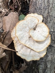 Mycorrhaphium adustum