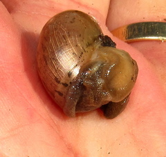 Sheldonia