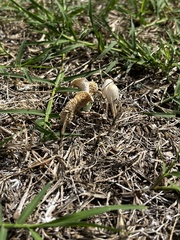 Leucocoprinus cretaceus