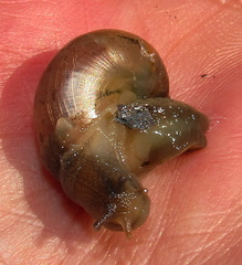 Sheldonia