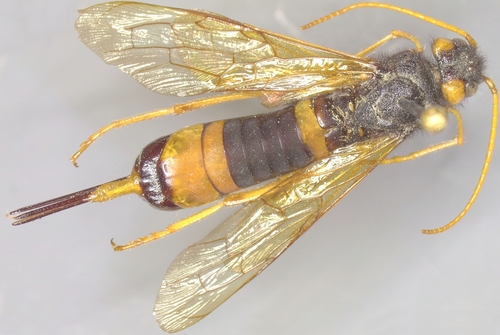Greater Horntail Wasp