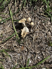 Leucocoprinus cretaceus