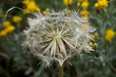 Taraxacum serotinum