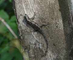 Sceloporus melanorhinus