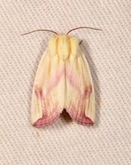 Thurberiphaga diffusa