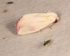 Thurberiphaga diffusa