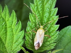Adelphocoris quadripunctatus