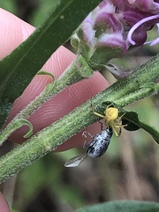 Misumena vatia