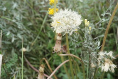 Taraxacum serotinum