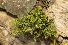 Asplenium ruta-muraria