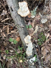 Mycorrhaphium adustum