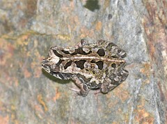 Incilius marmoreus