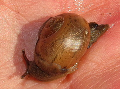 Sheldonia