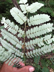 Adenanthera