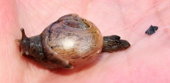 Sheldonia
